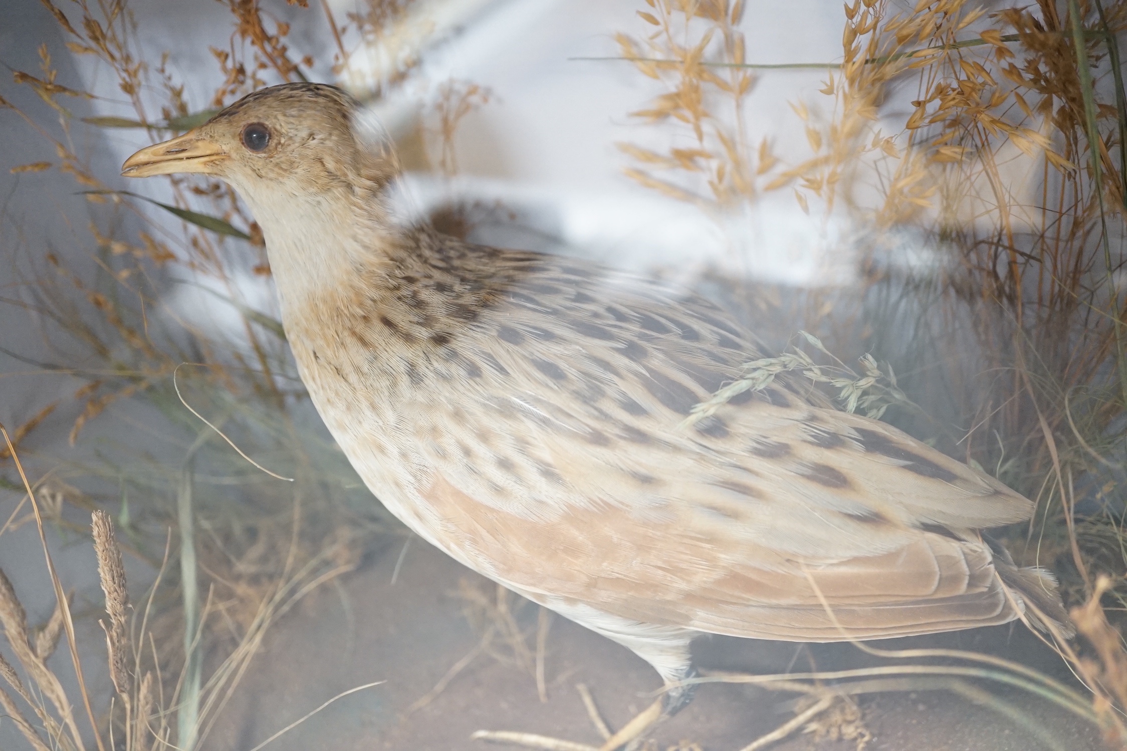 A taxidermy standing Corncrake in glazed wooden case by Roberts & son of Norwich - 27 x 32cm